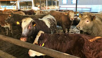 Un importante país entró en alerta por brote de fiebre aftosa y cerró todos sus mercados