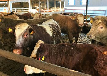 Un importante país entró en alerta por brote de fiebre aftosa y cerró todos sus mercados