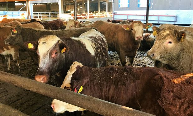 Un importante país entró en alerta por brote de fiebre aftosa y cerró todos sus mercados