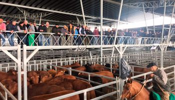 Mercado de Cañuelas: bajas importantes en el precio de la vaca