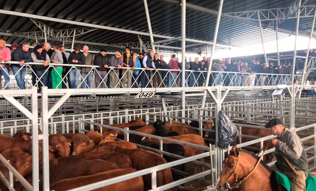 El Gobierno se reunió con casas consignatarias del Mercado de Cañuelas por el precio de la carne