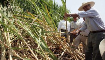Caña de azúcar en emergencia: productores perdieron más de 1.500 millones de pesos por la sequía