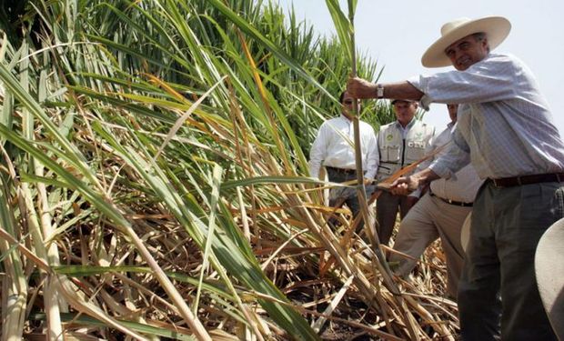 Caña de azúcar en emergencia: productores perdieron más de 1.500 millones de pesos por la sequía