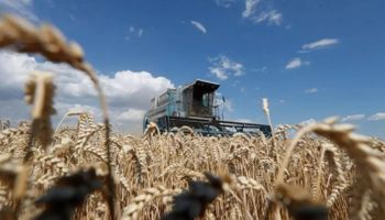 Ucrania prevé una caída del área de siembra de trigo del 40 % 