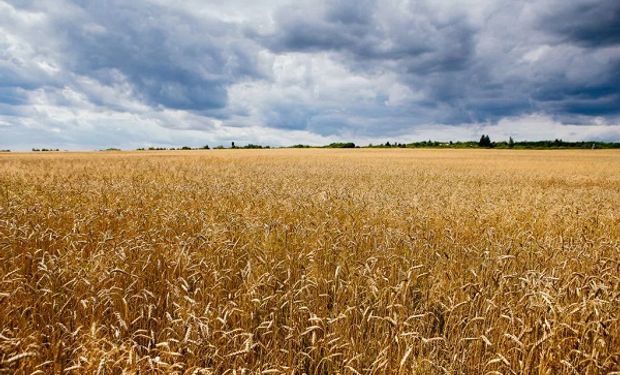 Fuertes bajas para el trigo: expectativa por la liberación de suministros de Ucrania
