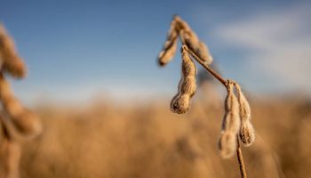 Soja, trigo y maíz: qué pasó con el precio en el mercado de granos