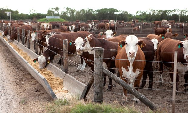 El dólar agro mete ruido en el mercado de ganado que atraviesa una sobreoferta por la sequía
