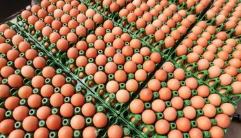 União Europeia retoma pré-listing para exportação de ovos do Brasil