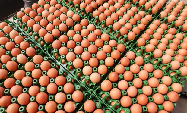 União Europeia retoma pré-listing para exportação de ovos do Brasil