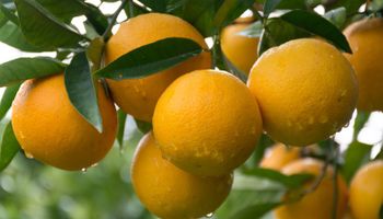 Existe apenas uma laranja com Indicação Geográfica no Brasil