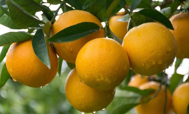 Existe apenas uma laranja com Indicação Geográfica no Brasil