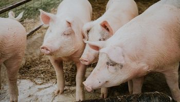 Uniporc: el modelo asociativo de productores que triunfa en el mercado porcino