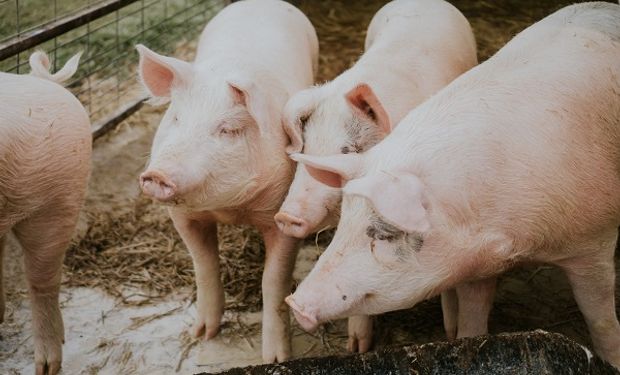 Uniporc: el modelo asociativo de productores que triunfa en el mercado porcino