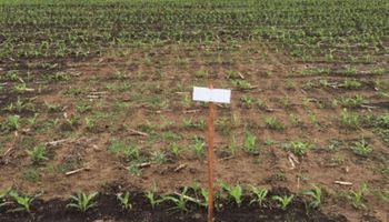 Un ensayo clave sobre uso agronómico de residuos en tambos
