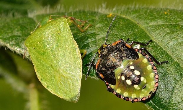 Insectos y enfermedades de fin de ciclo: qué tener en cuenta para esta campaña de soja