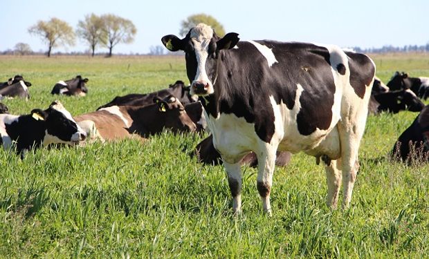 Santa Fe implementa un nuevo sistema de marcas y señales para el ganado: cómo funciona