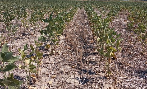 Emergencia agropecuaria: Santa Fe prorrogó el plazo para presentar las declaraciones juradas