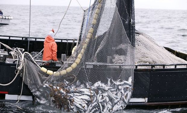 Creció el consumo de pescado por habitante un 12,3 %
