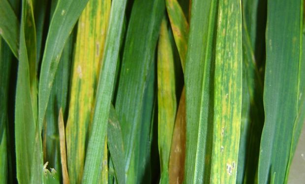 Virus del mosaico estriado del trigo: cinco prácticas para prevenir la enfermedad