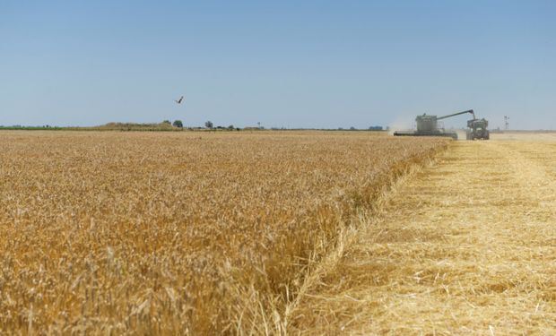 Extienden la rebaja de retenciones para trigo y cebada: subirán para maíz y soja