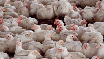 Carne aviar: Argentina logró la reapertura de los mercados de Chile y Perú