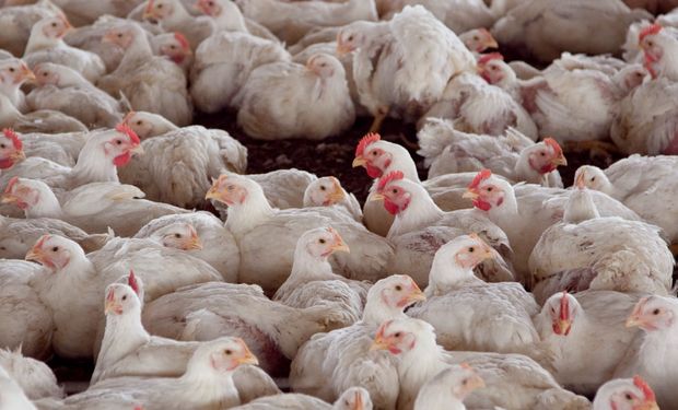 Carne aviar: Argentina logró la reapertura de los mercados de Chile y Perú