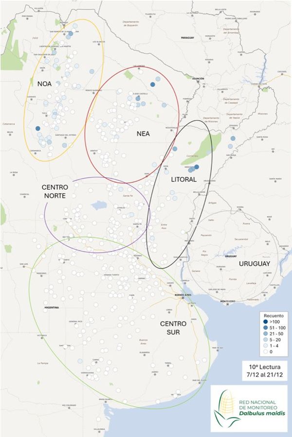 monitoreo chicharritas