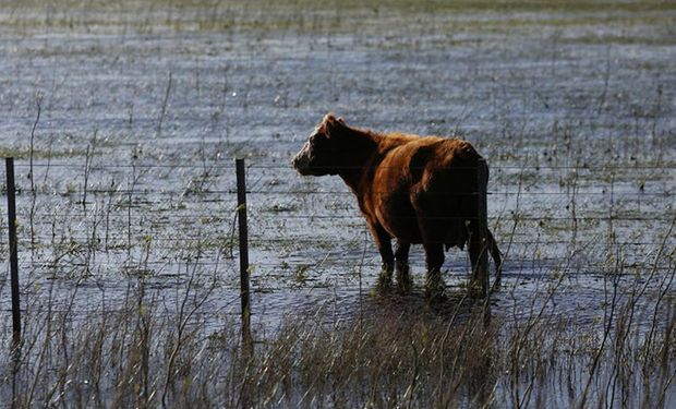 Una de las sugerencias centrales ante esta situación en rodeos de cría es hacer un balance de recursos forrajeros disponibles.