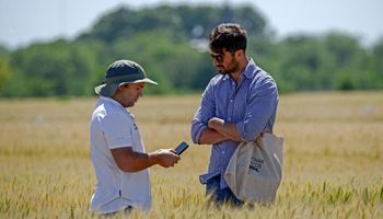 Cómo planificar una gran campaña triguera y los nuevos materiales de la empresa líder en semillas