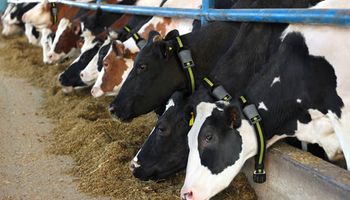 Herramienta para el tambo: cómo funciona el monitoreo inteligente para vacas lecheras