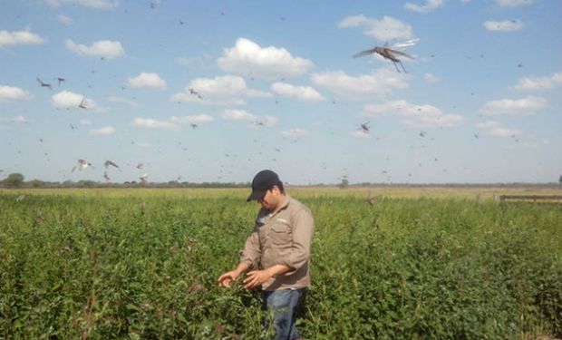 Acciones preventivas por ingreso de langostas en el norte del país.