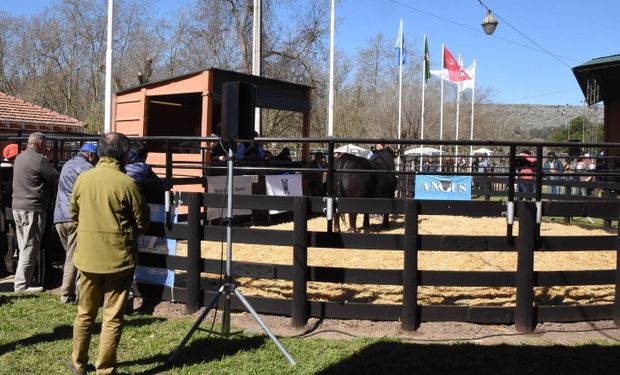 El toro de la raza Angus marcó el valor más alto de todos los animales rematados durante la exposición en Balcarce.