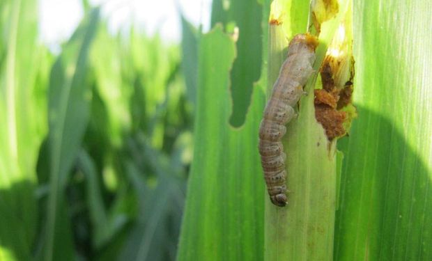 Entre los temas más destacados estará la planificación del cultivo.