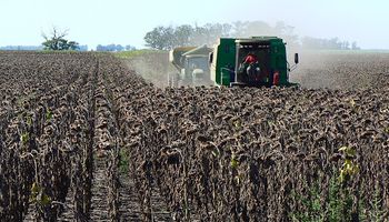 Se remató el primer lote de girasol y proyectan más de 3 millones de toneladas para la campaña
