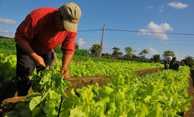 Declaran la emergencia agropecuaria en Corrientes para el sector hortícola