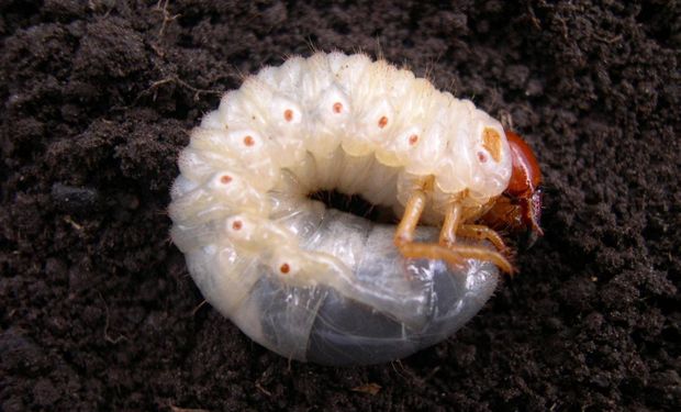 Este grupo de insectos está dominado por Diloboderus abderus o “bicho torito”.