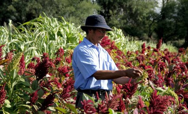 Agricultura creó el Consejo de la Agricultura Familiar, Campesina e Indígena