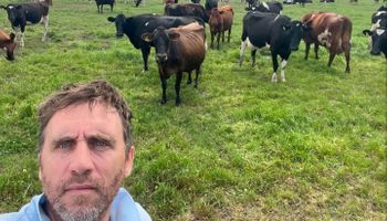 Según un experto, por qué la vaca no debe ser la vedette del tambo