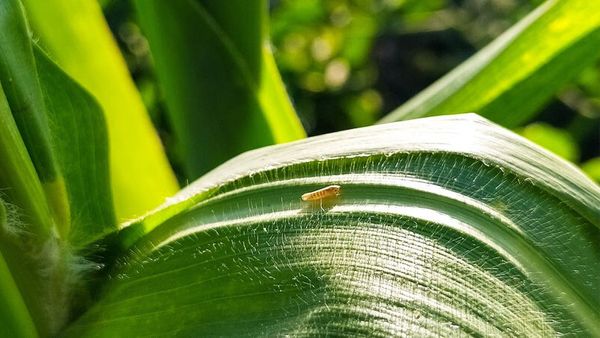 croplifemilho