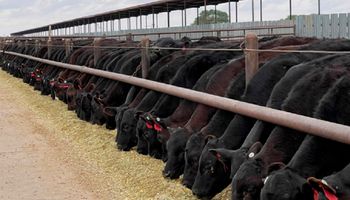 Nuevo en Argentina: el sistema "Beef on Dairy" que permite ganar US$ 1000 por ternero