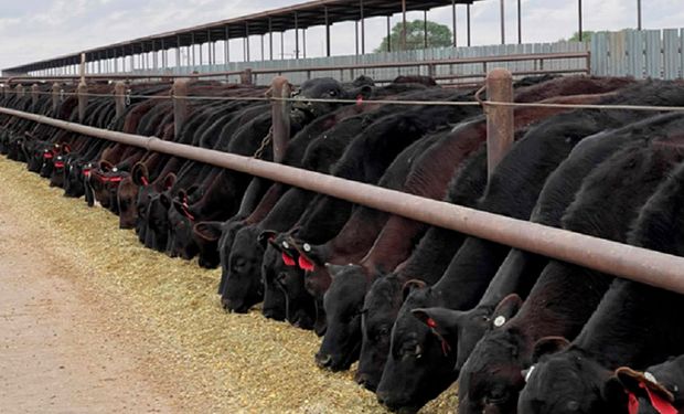 Nuevo en Argentina: el sistema "Beef on Dairy" que permite ganar US$ 1000 por ternero