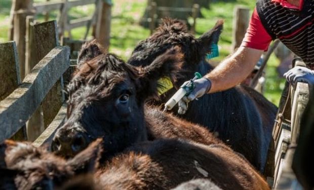 Emiten una advertencia para el tratamiento de Covid-19: "Las personas nunca deben tomar medicamentos veterinarios"