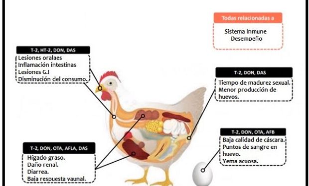 "Las micotoxinas afectan la salud de la gallina": claves para prevenir una enfermedad económicamente negativa