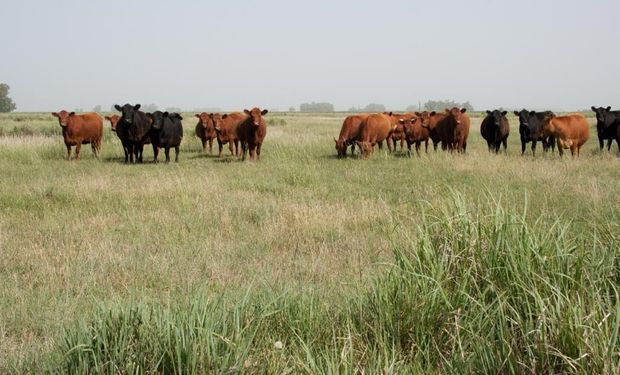 La Mesa de Carne Sustentable ya diseña un programa a tres años donde se piensa en el consumidor final