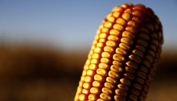 Argentina logra un récord en biotecnología agrícola con 11 cultivos transgénicos aprobados en 2025