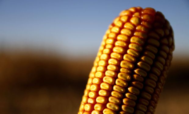 Argentina logra un récord en biotecnología agrícola con 11 cultivos transgénicos aprobados en 2025