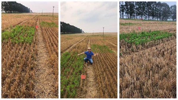 croplife-bioinsumosw