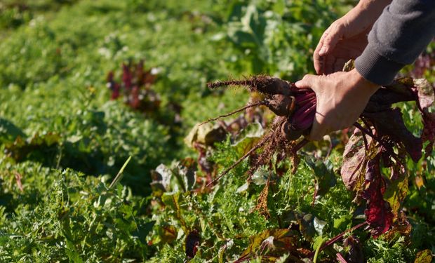 El programa alcanzó a 200 mil personas y permitió el cultivo hortícola de una superficie aproximada de 125 hectáreas, con una producción estimada de 2.500 toneladas de alimentos saludables.