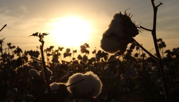 Lanzan el primer sello nacional para certificar prácticas sustentables en el cultivo de algodón