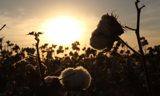 La implementación comenzará esta campaña con una prueba piloto que involucra 7 productores de Chaco, Santiago del Estero y Salta que suman unas 20.000 hectáreas.